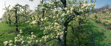 823794 Gezicht op een in bloei staande boomgaard in de omgeving van Bunnik.